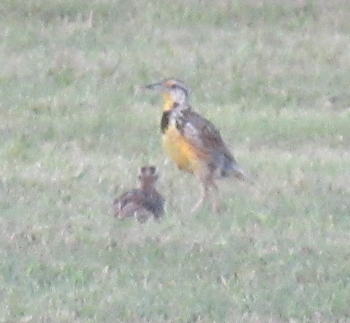 Eastern Meadowlark - ML622475508