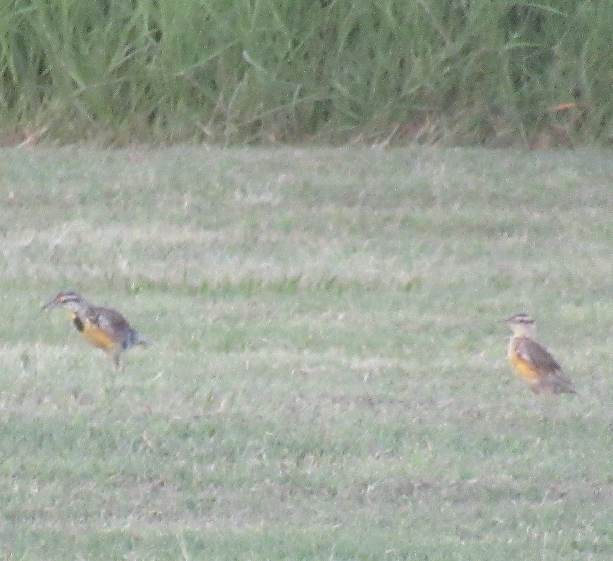 Eastern Meadowlark - ML622475509