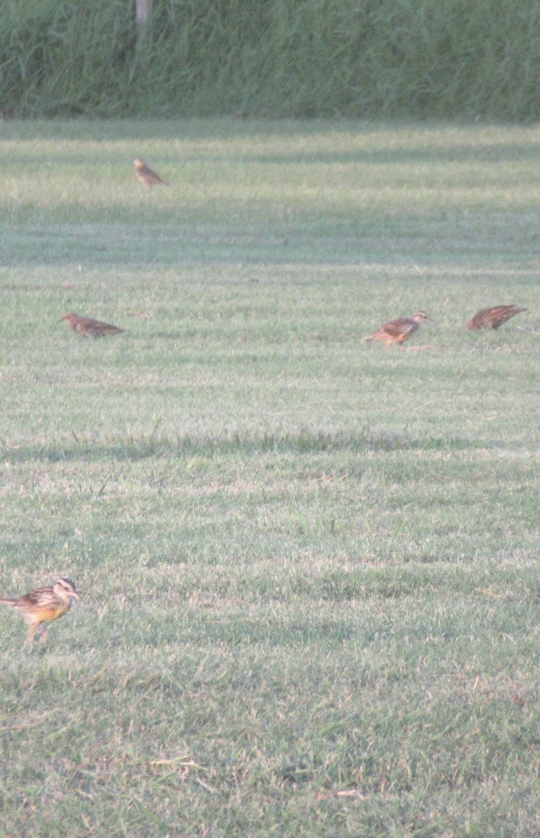 Eastern Meadowlark - ML622475510