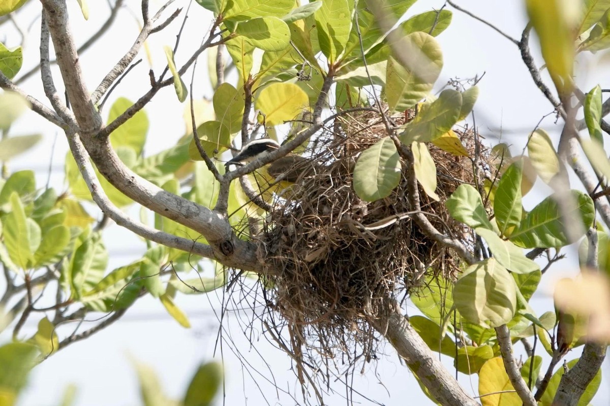 Great Kiskadee - ML622475523