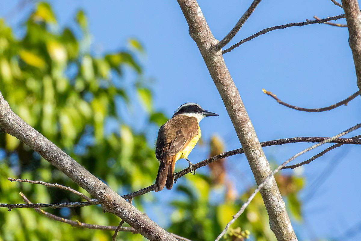 Great Kiskadee - ML622475531