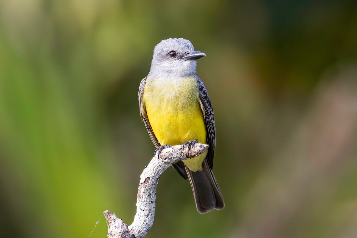 Tropical Kingbird - ML622475535