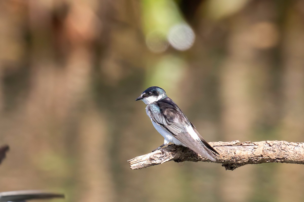 Mangrove Swallow - Manuel Fernandez-Bermejo