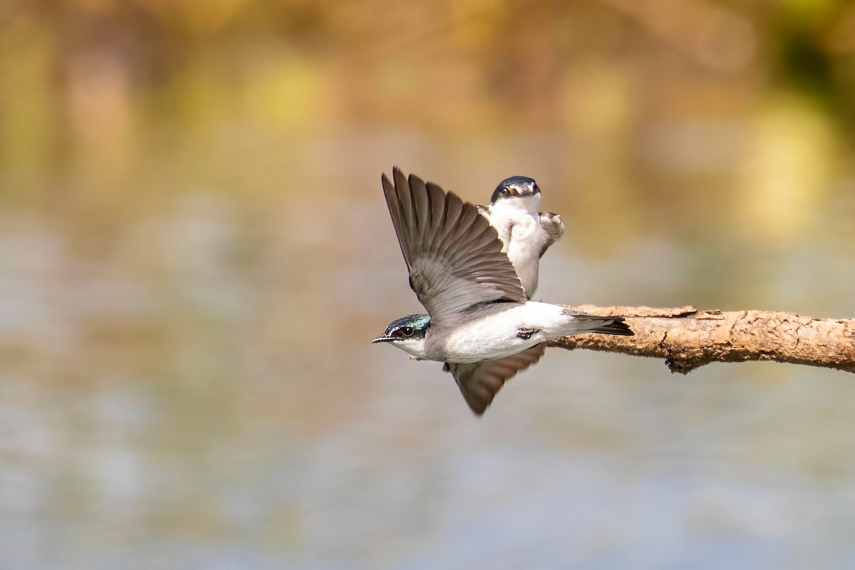 Mangrove Swallow - ML622475556