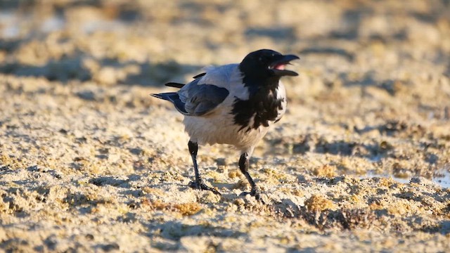 Hooded Crow - ML622475557