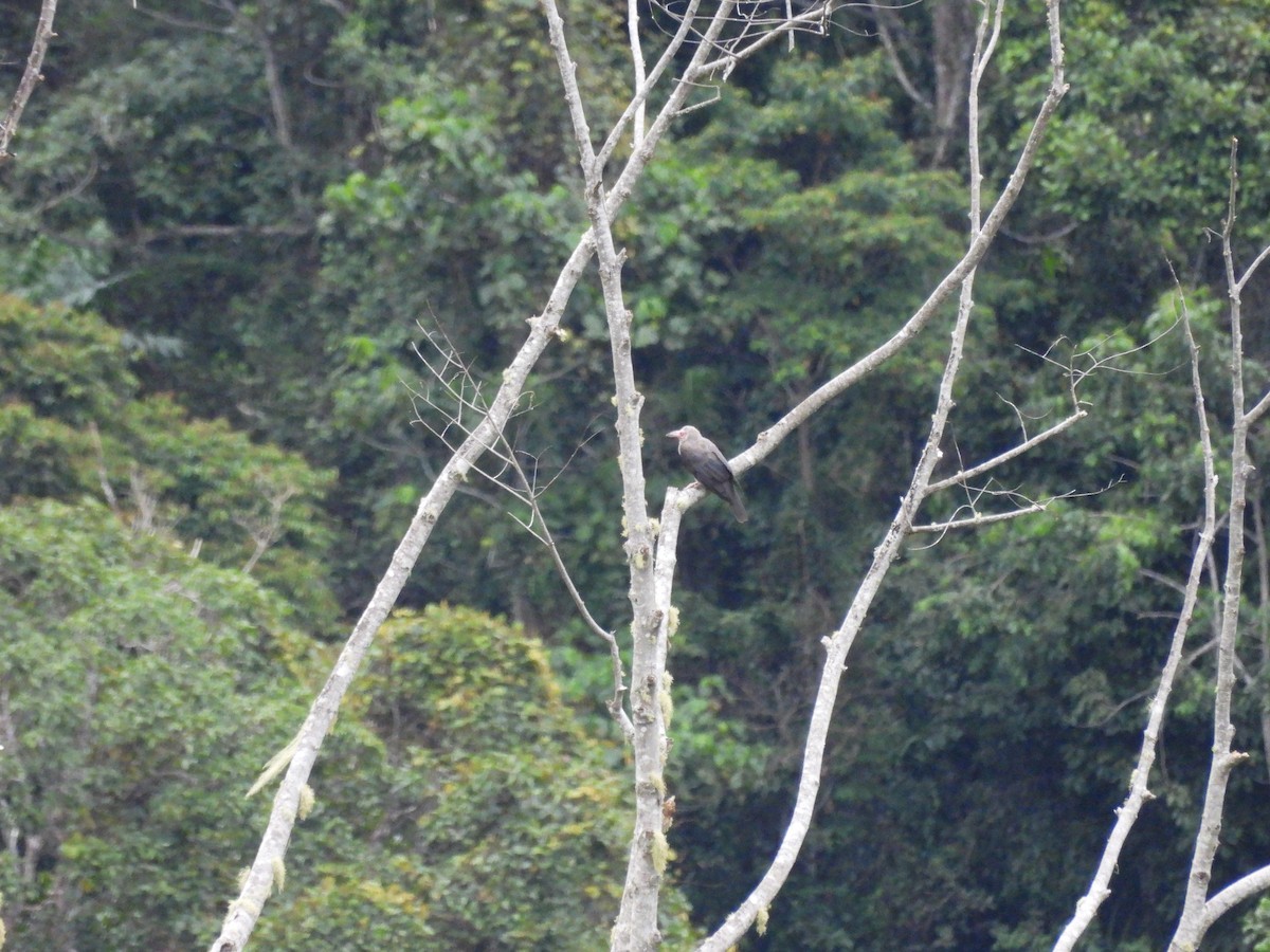 Gray Crow - ML622475573