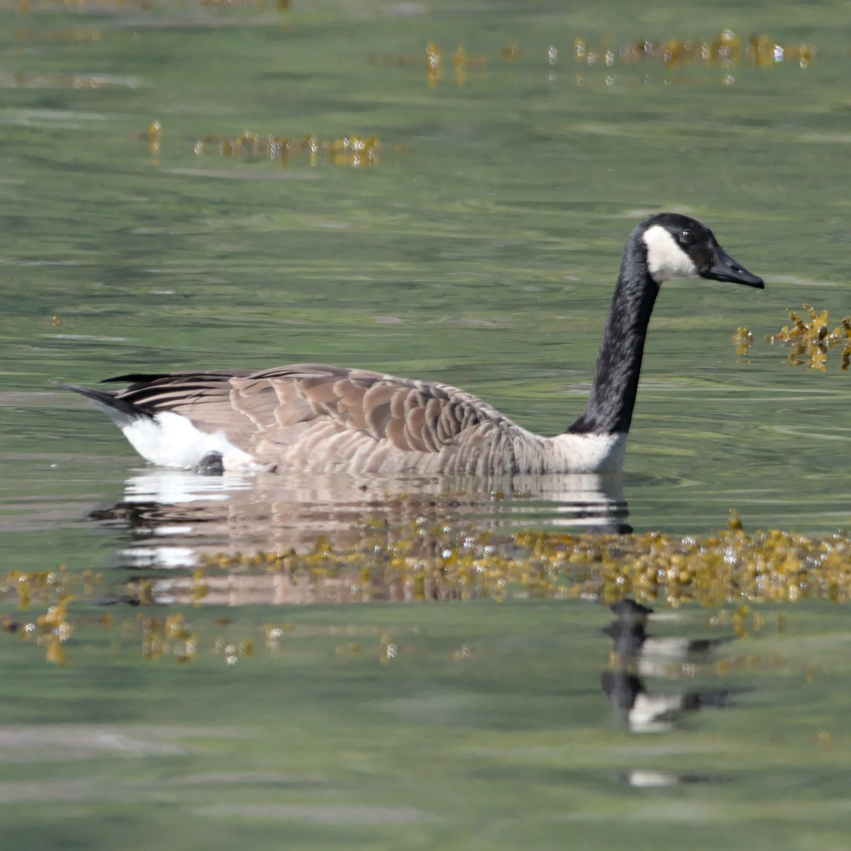 Canada Goose - ML622475577
