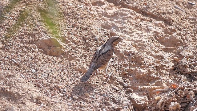 Eurasian Wryneck - ML622475585