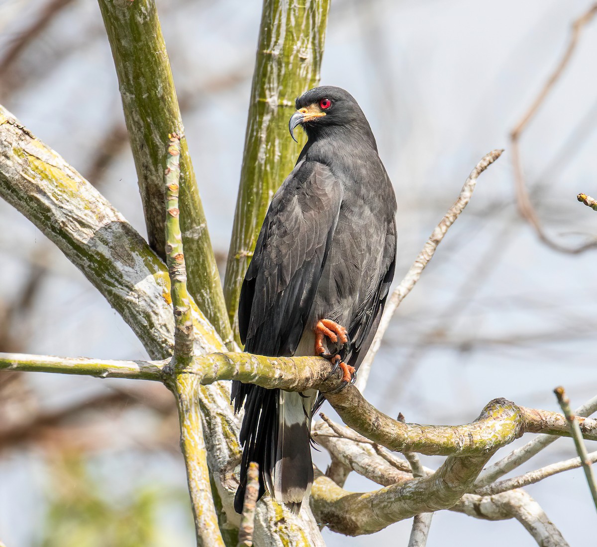 Snail Kite - ML622475588