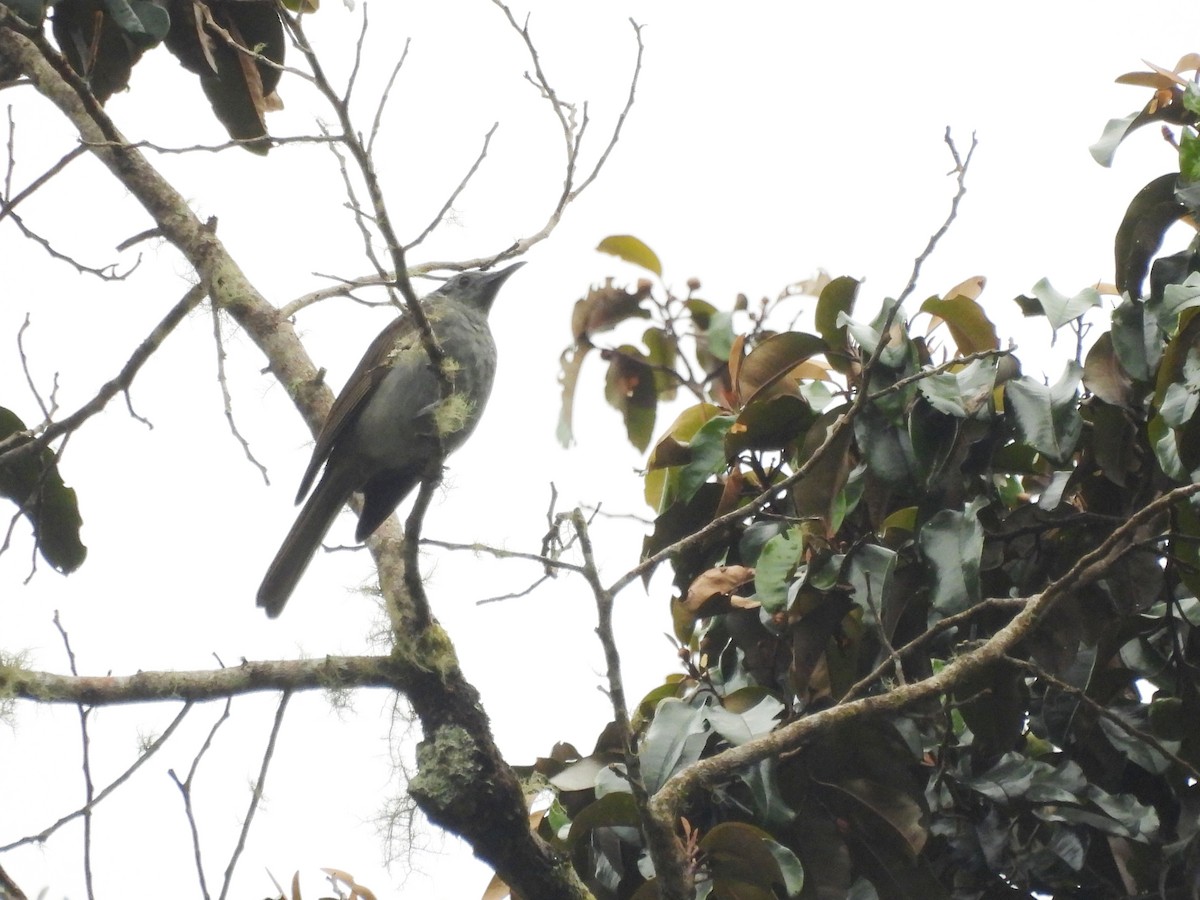 Marbled Honeyeater - ML622475619