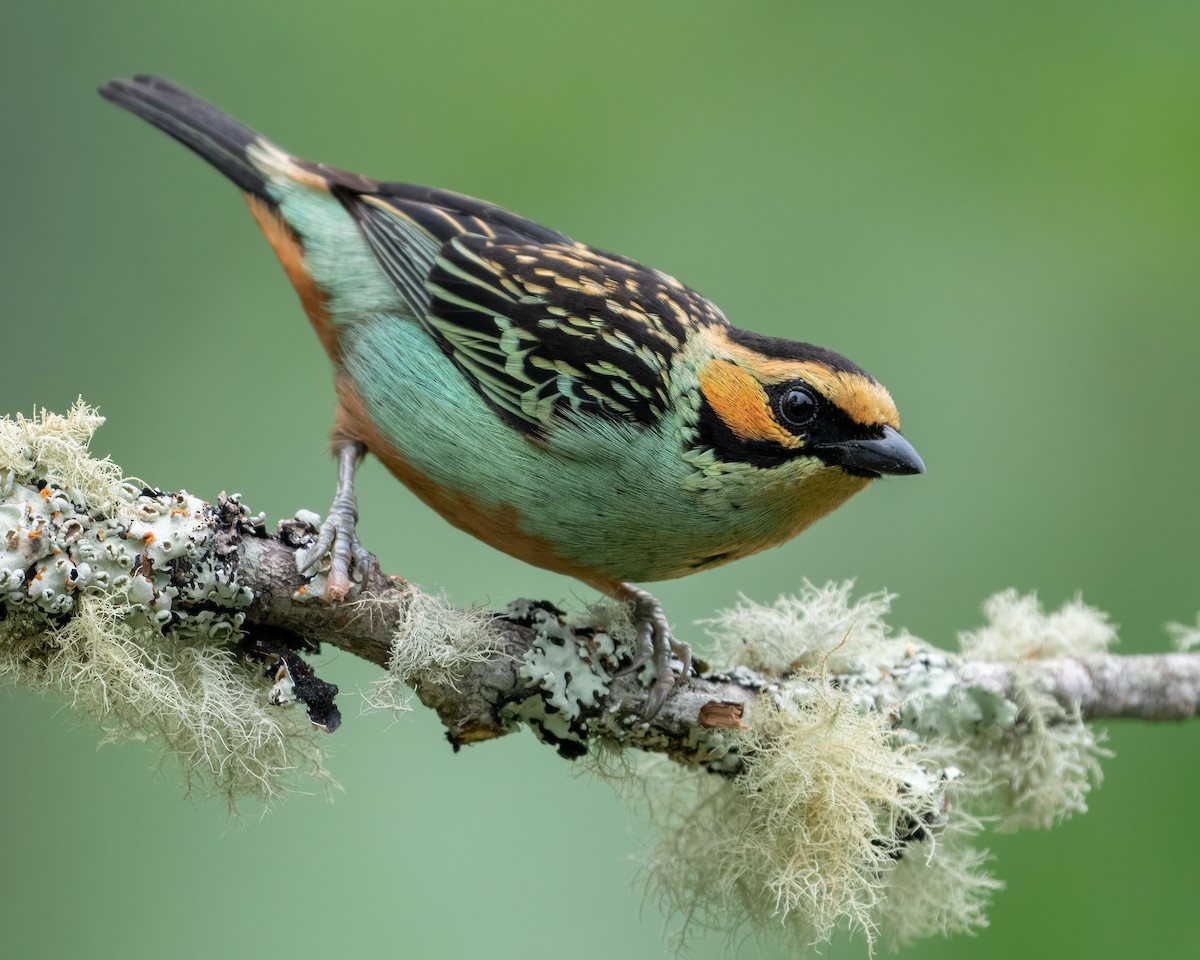 Golden-eared Tanager - ML622475622