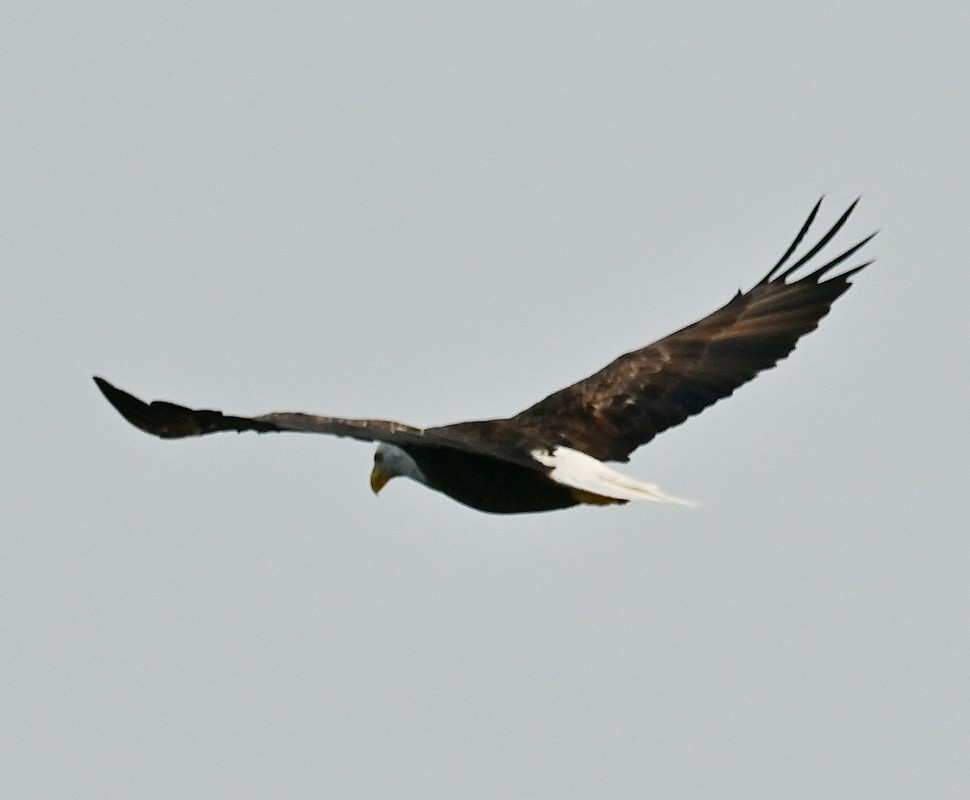 Bald Eagle - ML622475636