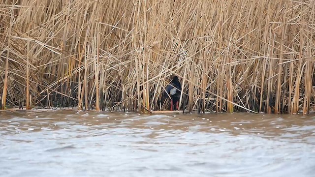 Western Swamphen - ML622475649