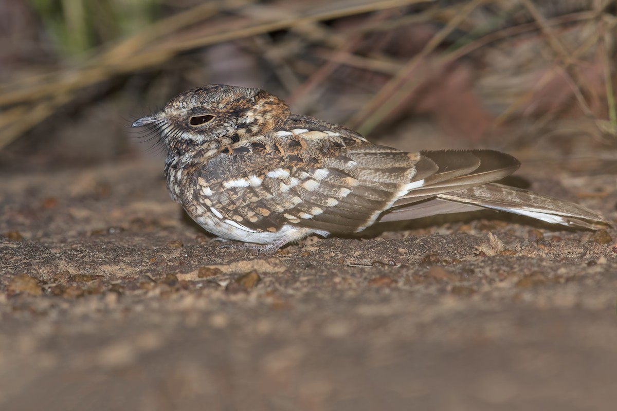 White-tailed Nightjar - ML622475691