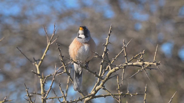 Saltator du Chaco - ML622475711