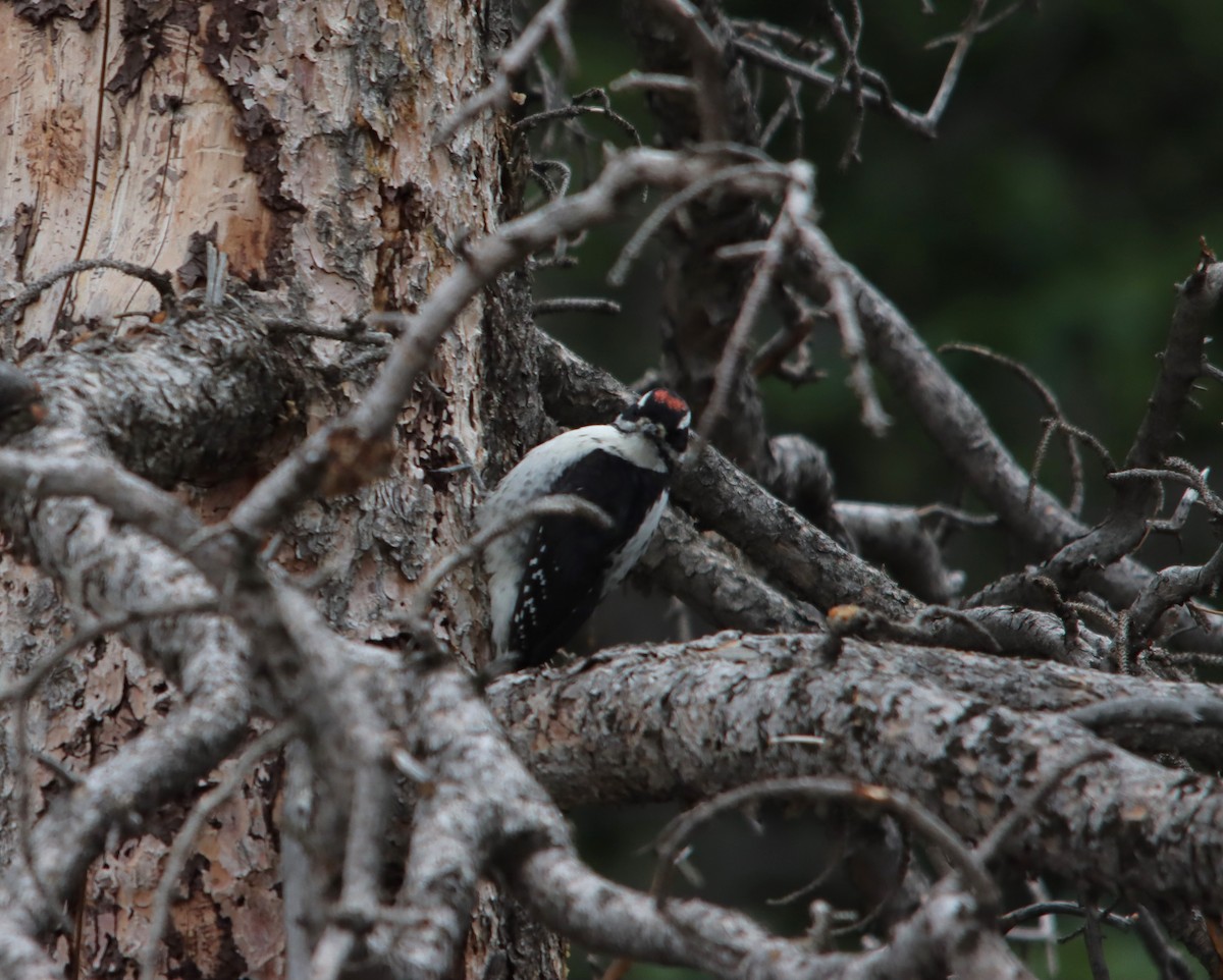 Hairy Woodpecker - ML622475762