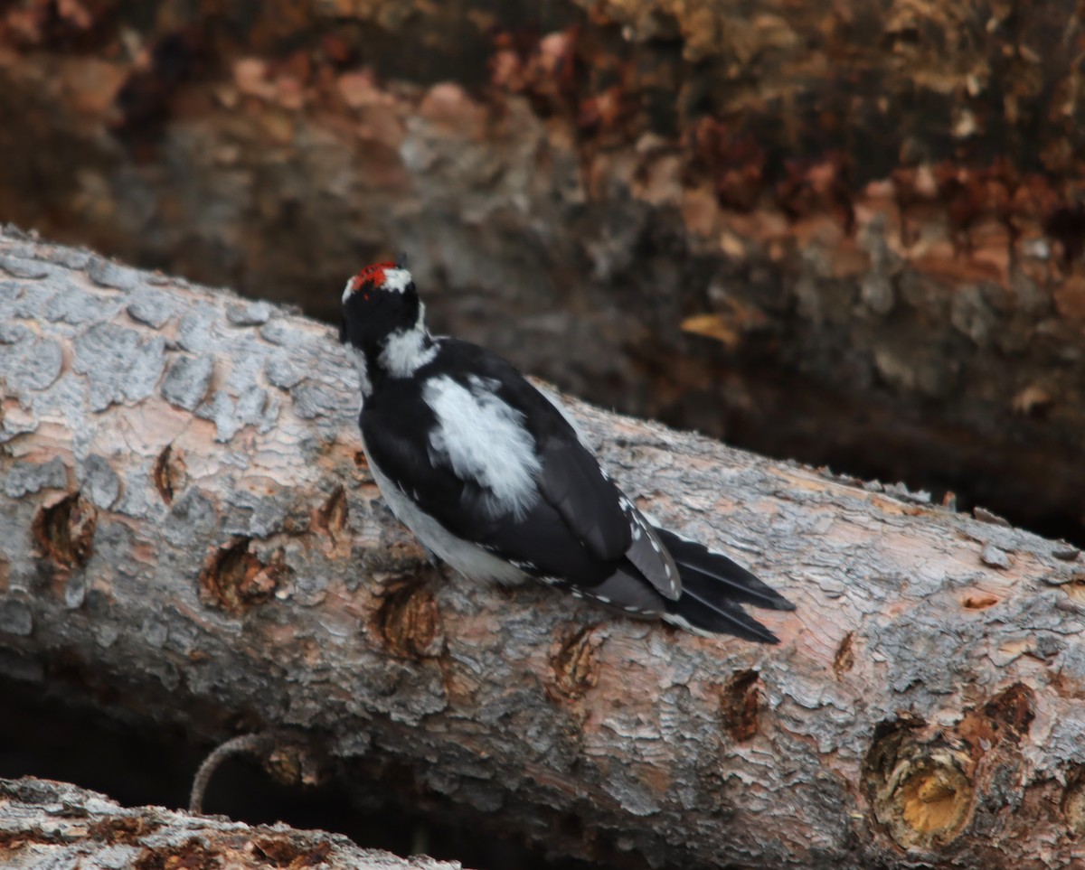 Hairy Woodpecker - ML622475763