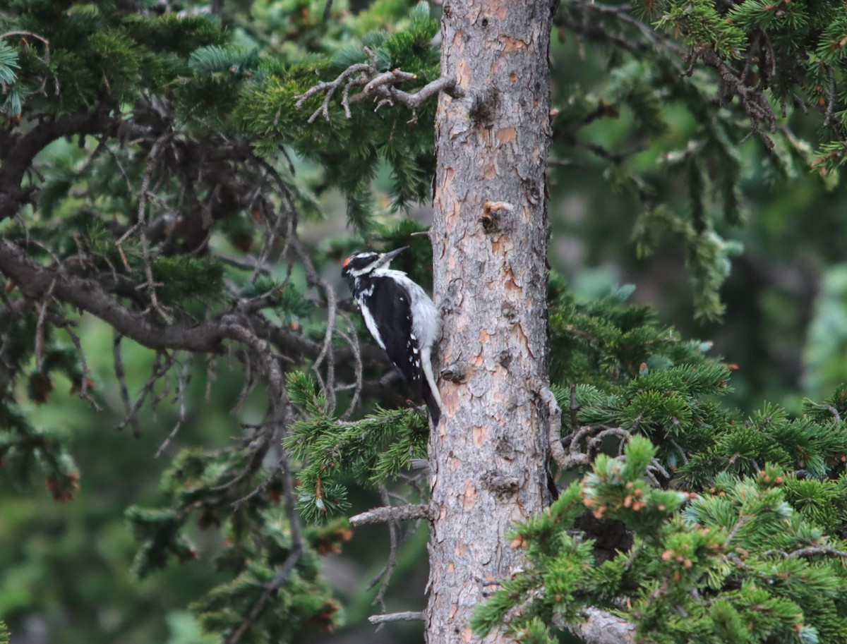 Hairy Woodpecker - ML622475764