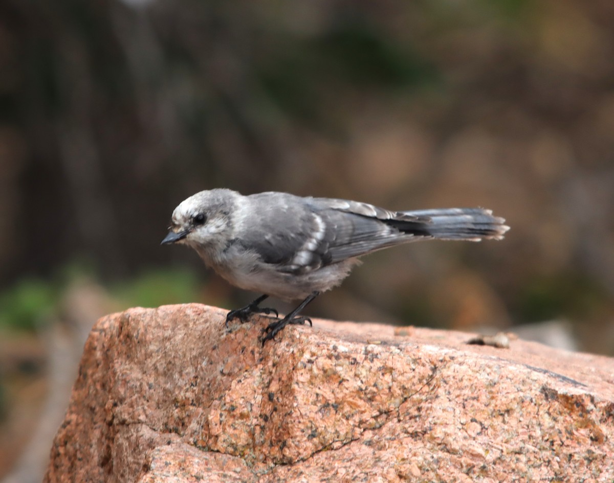 Canada Jay - ML622475771