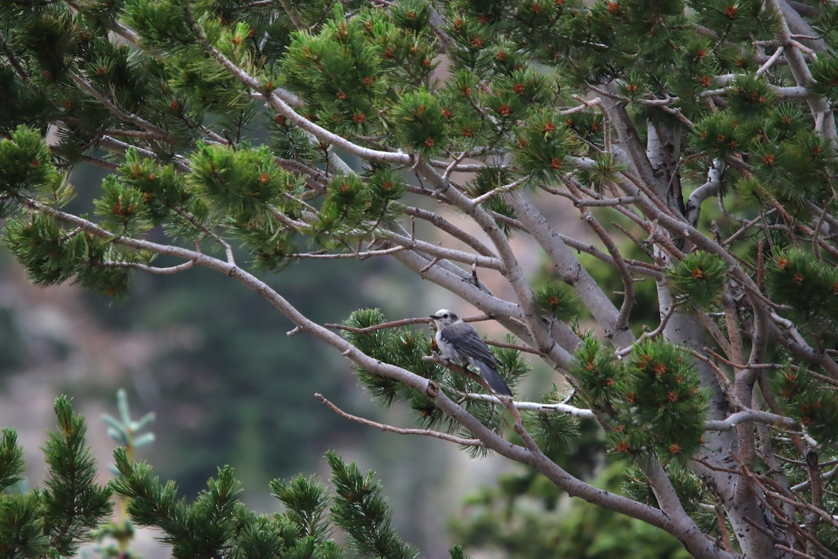 Canada Jay - ML622475772