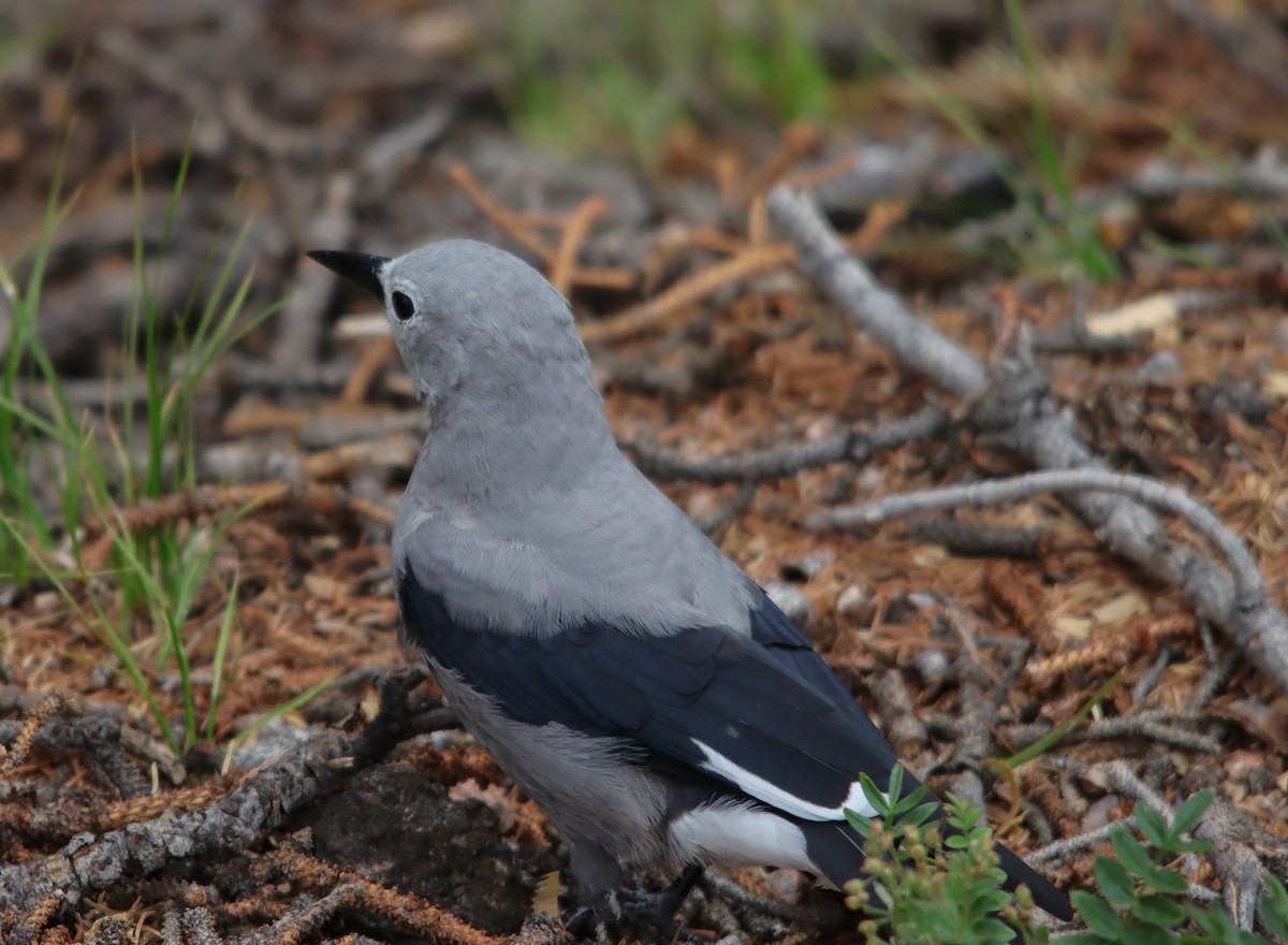 Clark's Nutcracker - ML622475782