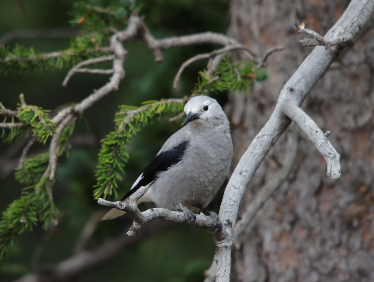 Clark's Nutcracker - ML622475783