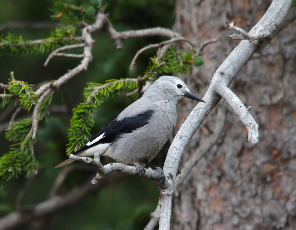 Clark's Nutcracker - ML622475784