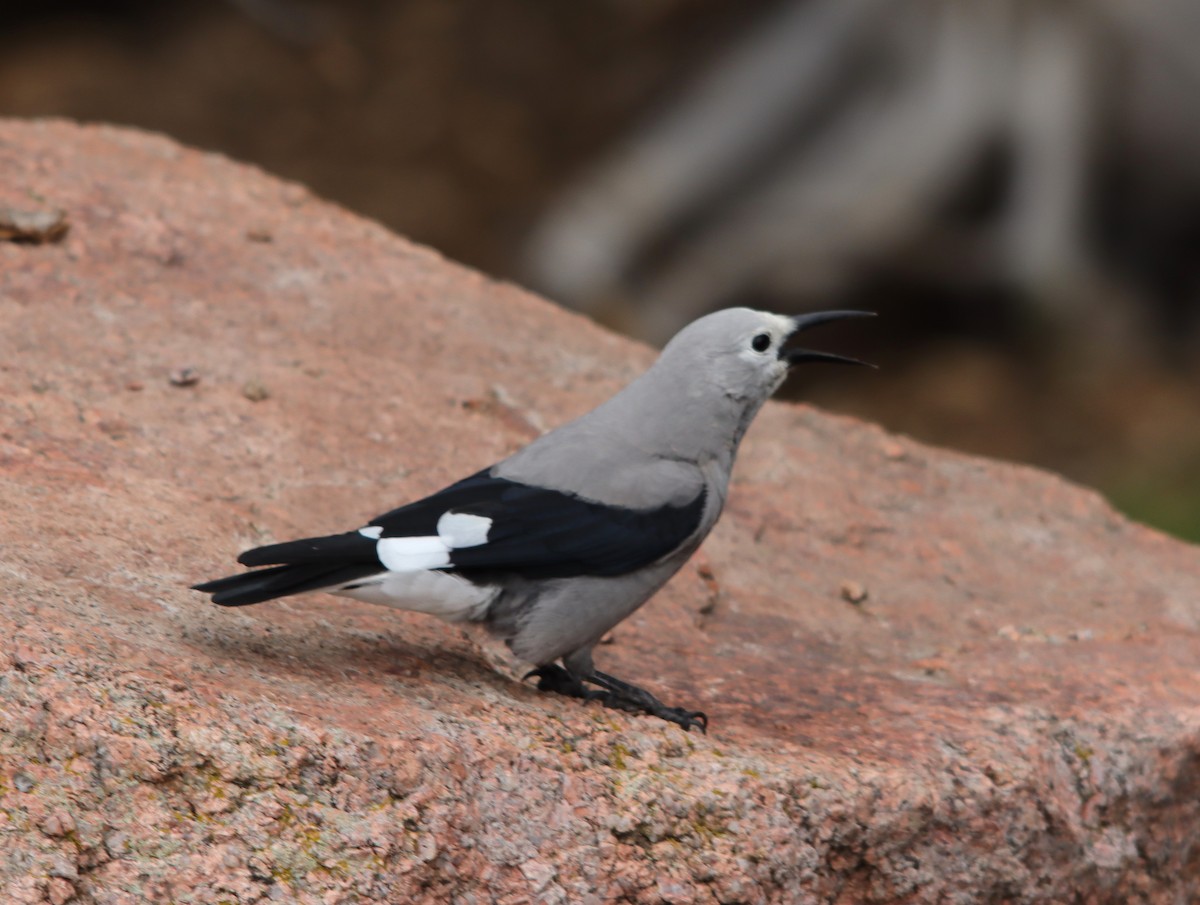 Clark's Nutcracker - ML622475785