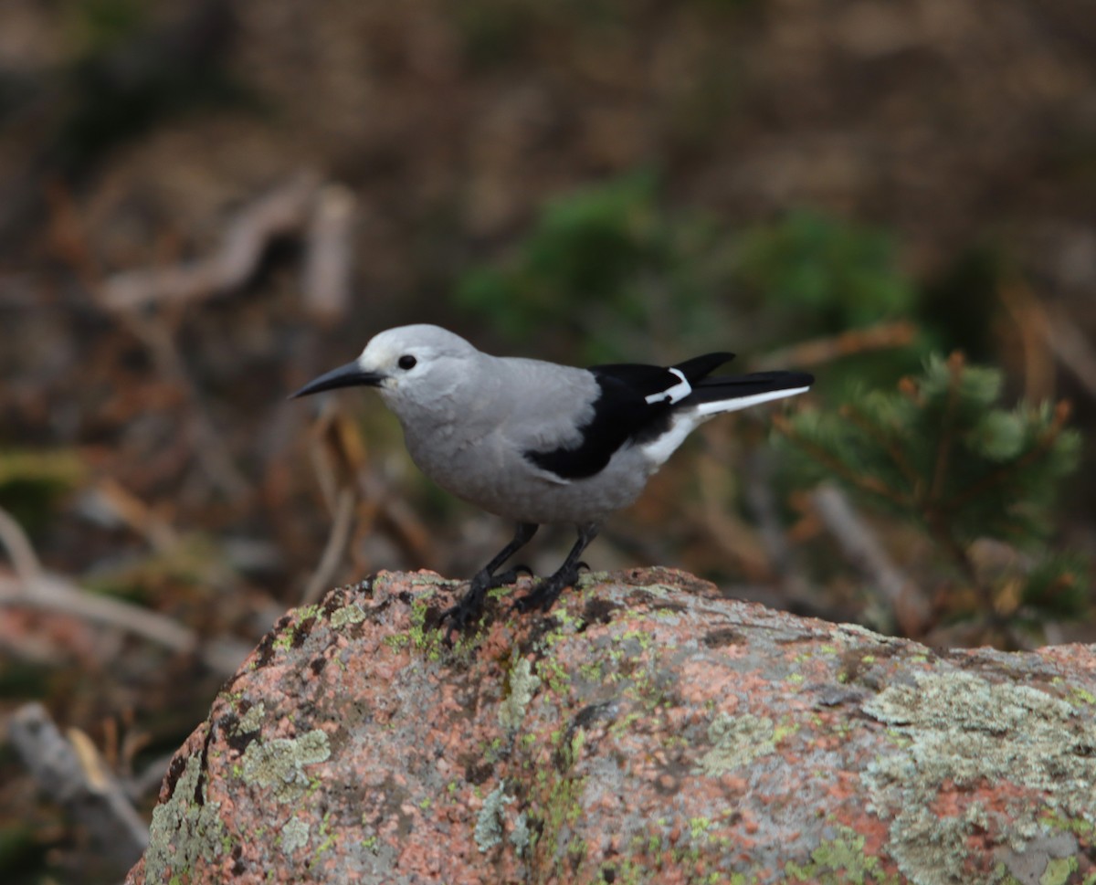 Clark's Nutcracker - ML622475786