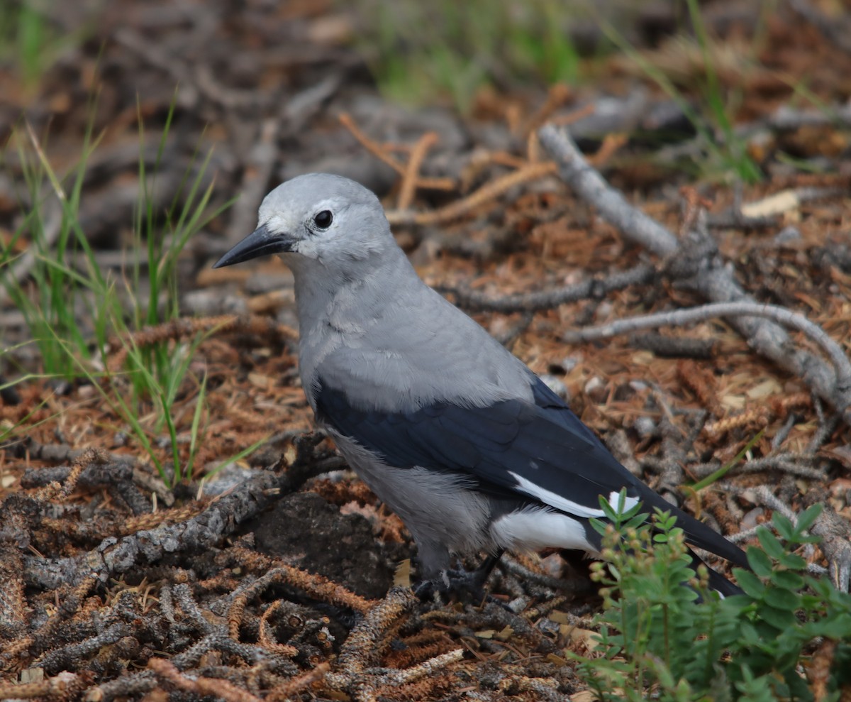 Clark's Nutcracker - ML622475787
