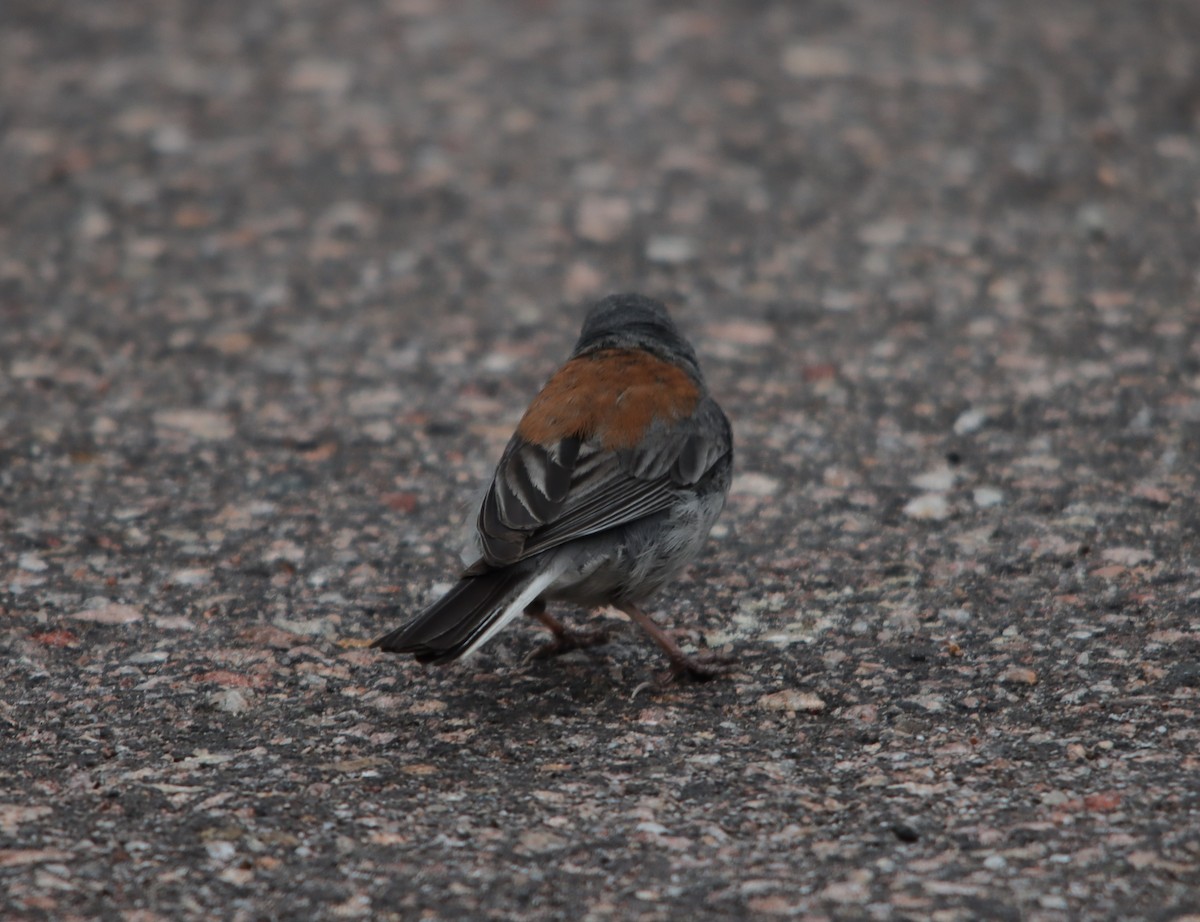 Dark-eyed Junco - ML622475790