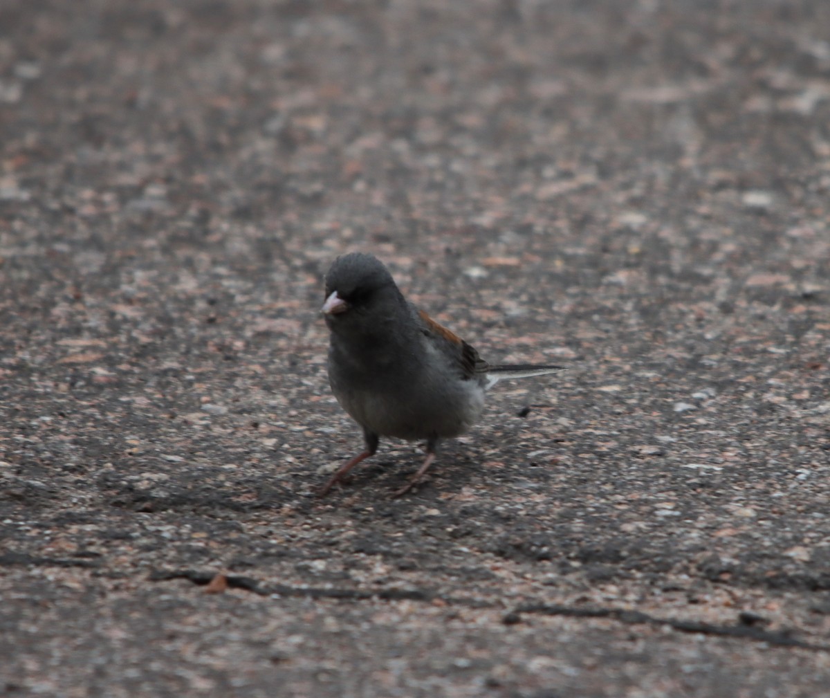 Dark-eyed Junco - ML622475791