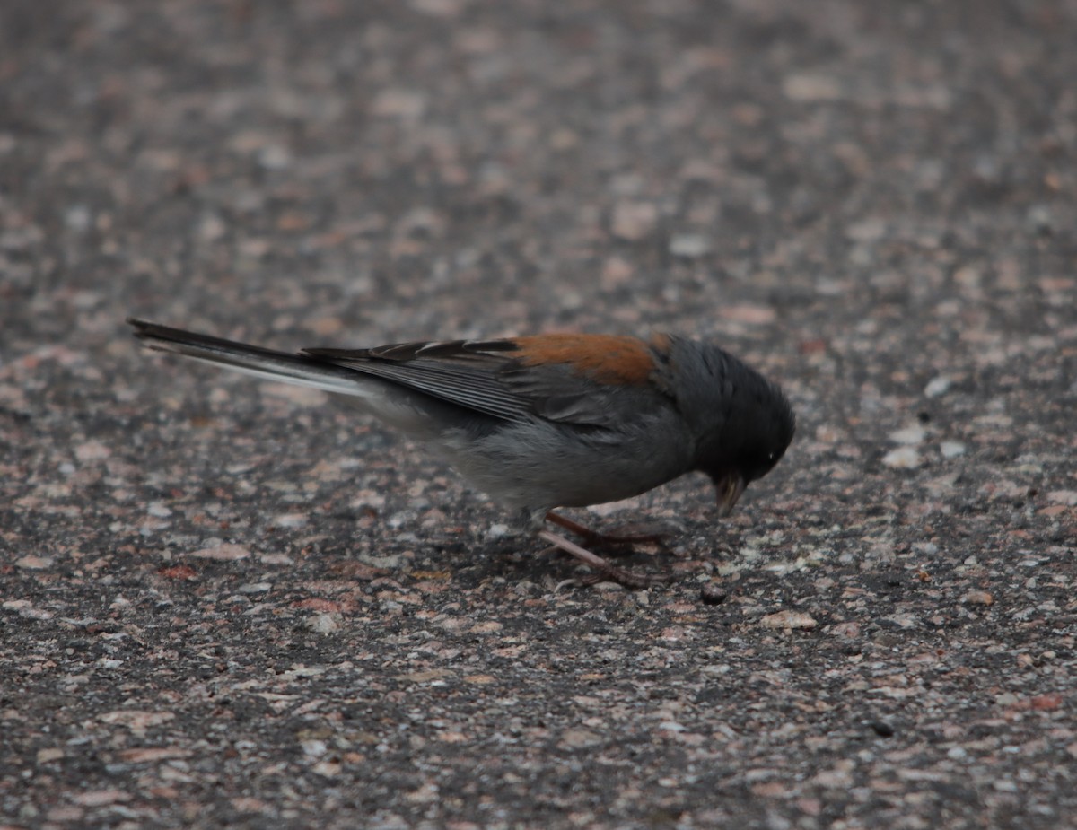 Dark-eyed Junco - ML622475792