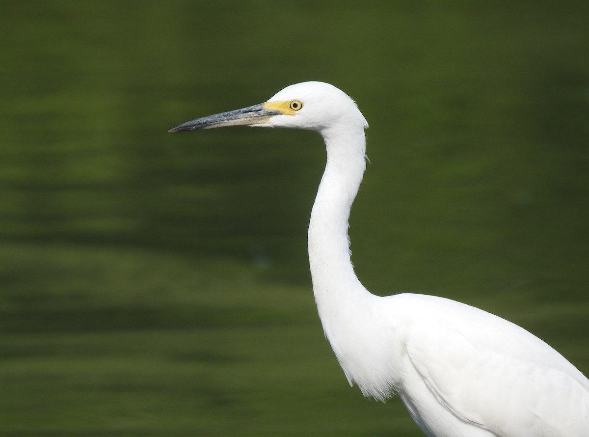 Snowy Egret - ML622475793