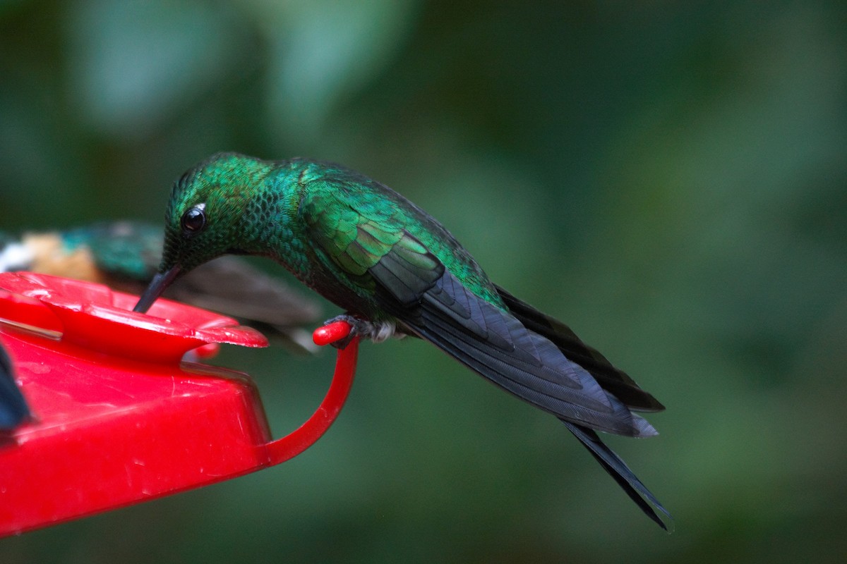 kolibřík subtropický - ML62247581
