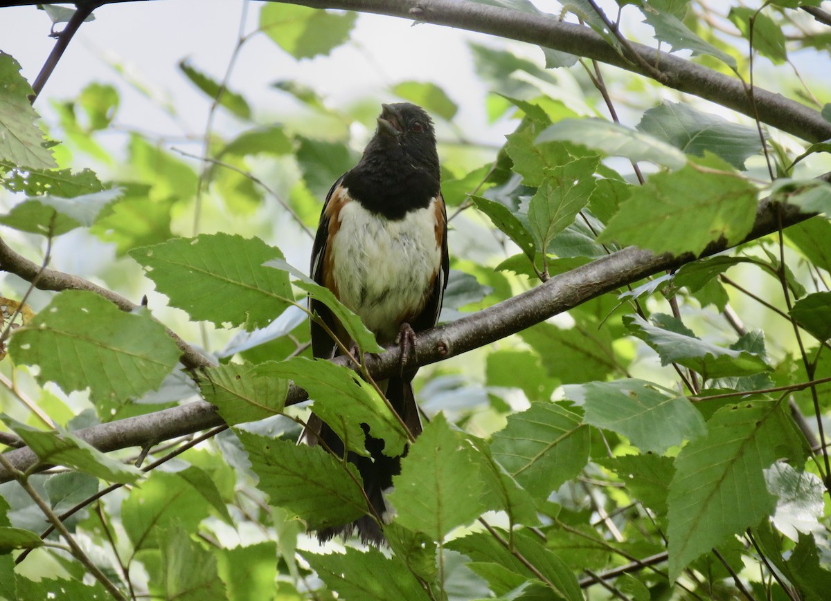 Eastern Towhee - ML622475817