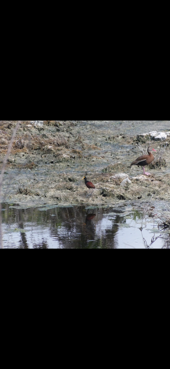 Northern Jacana - ML622475844