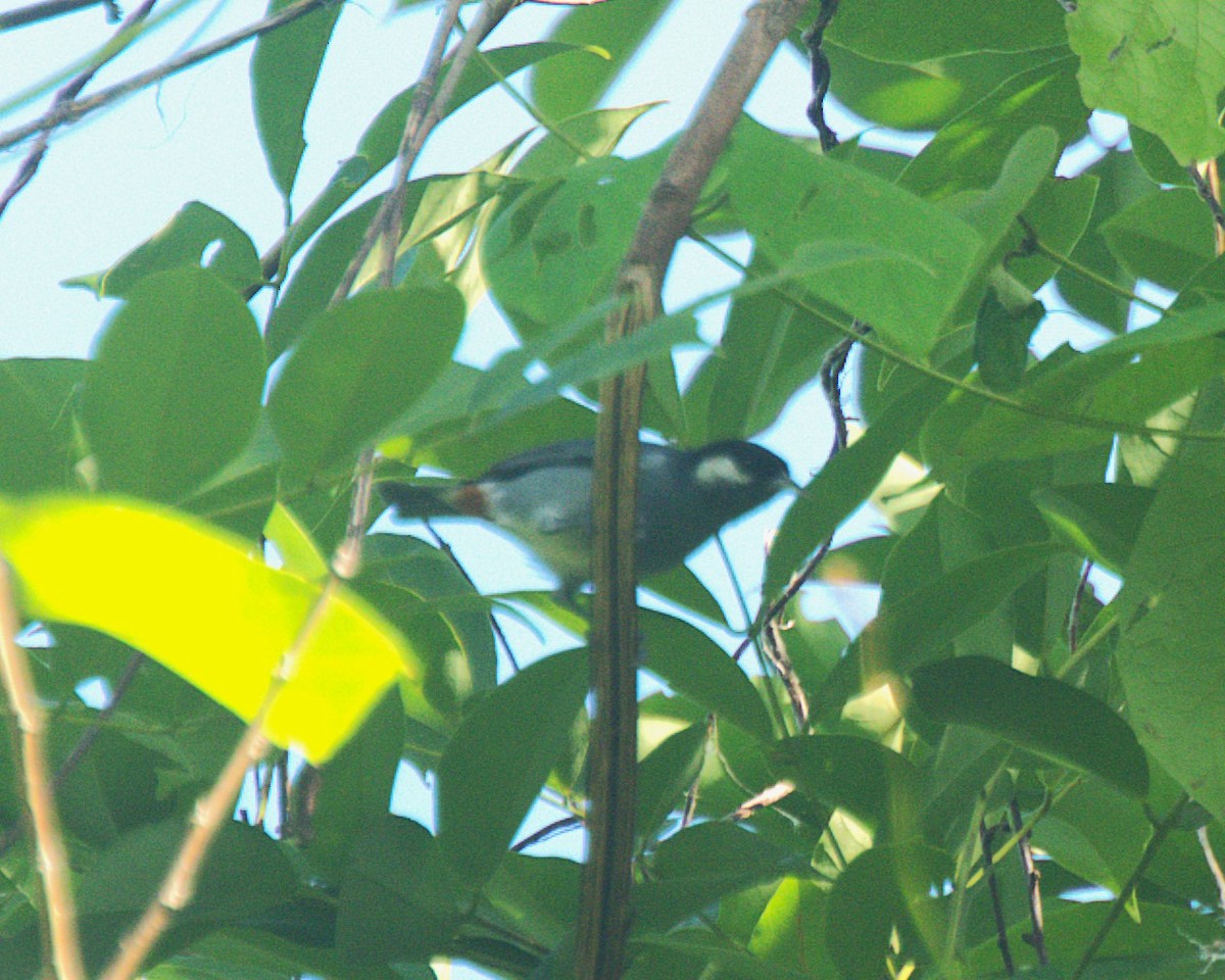 White-eared Conebill - ML622475865