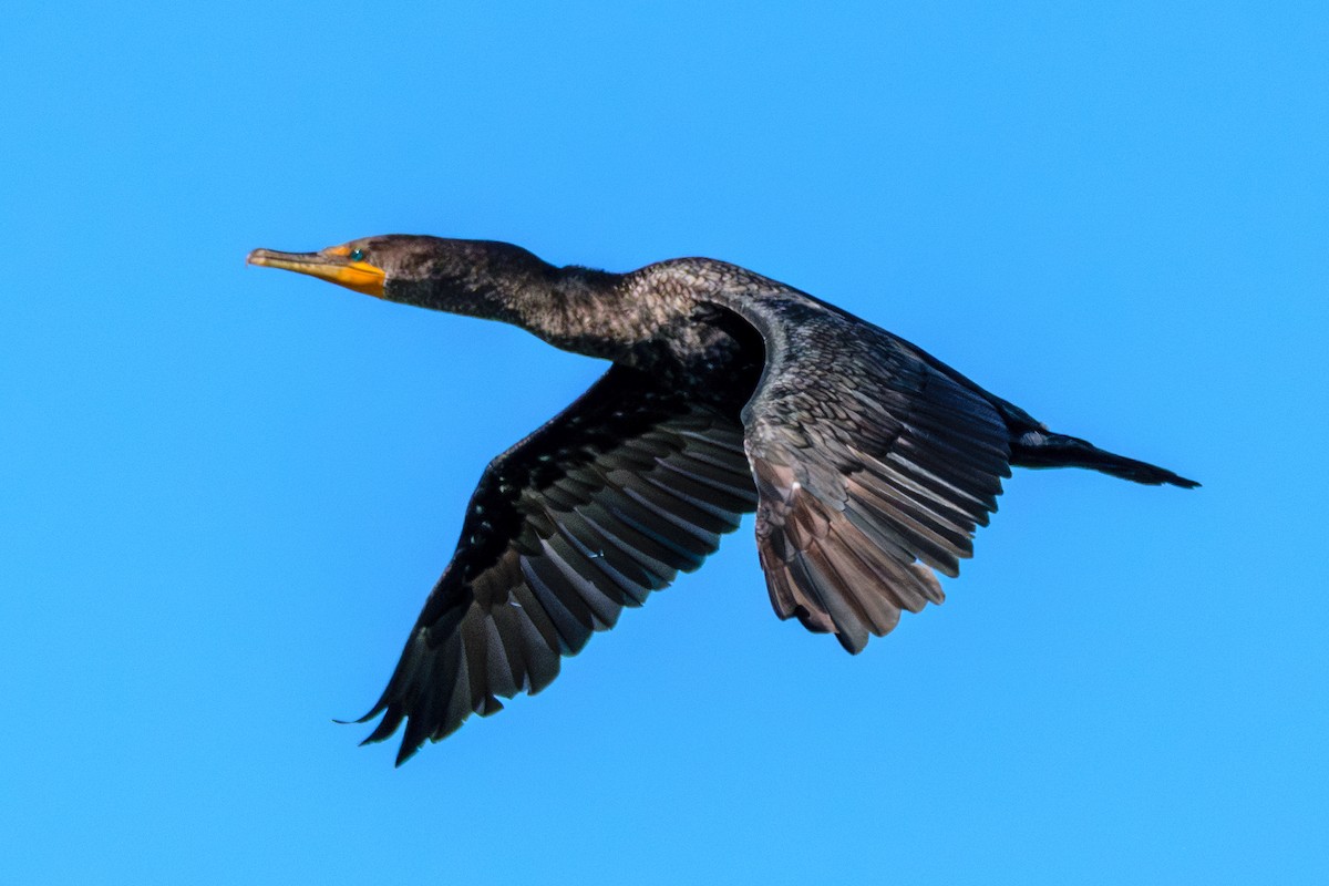 Double-crested Cormorant - ML622475877