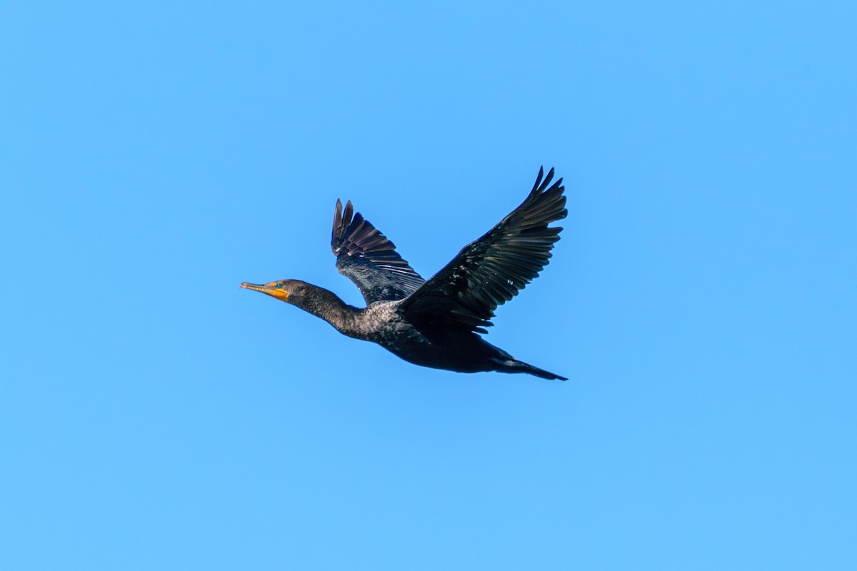 Double-crested Cormorant - ML622475878