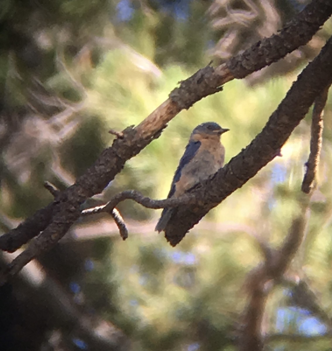 Eastern Bluebird (Mexican) - ML622475966