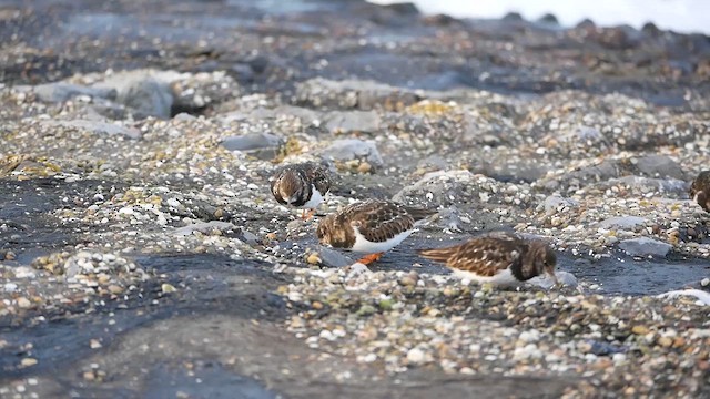 Ruddy Turnstone - ML622476012