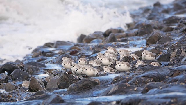 Bécasseau sanderling - ML622476019