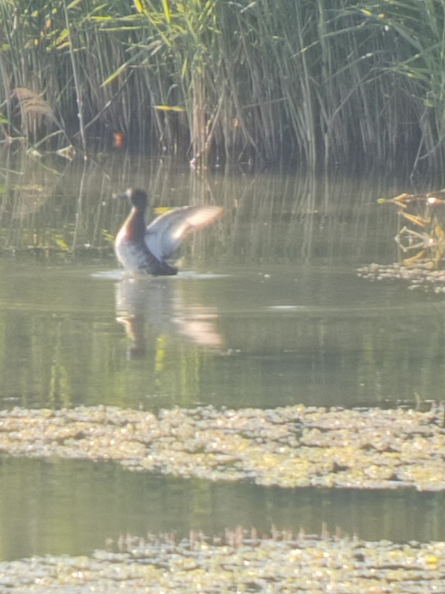 Greater Scaup - ML622476040