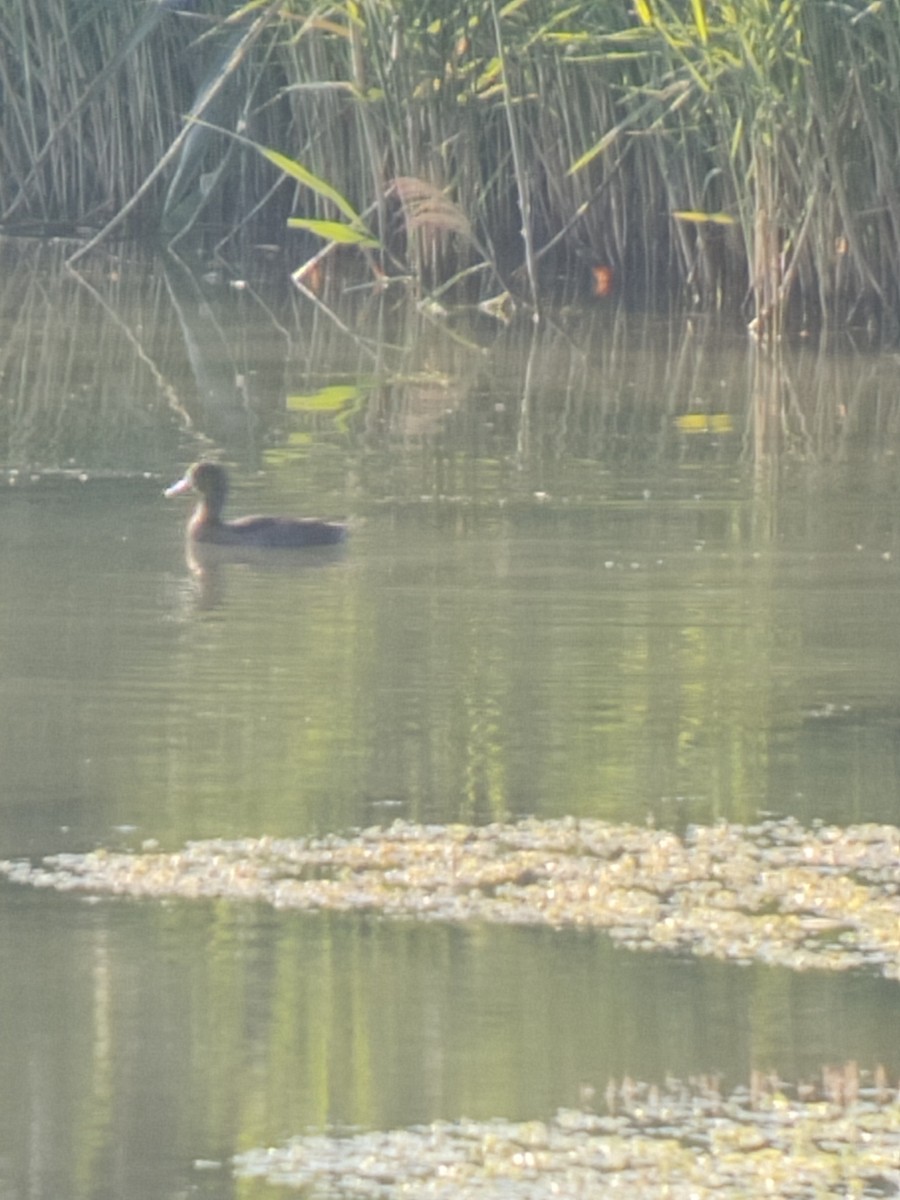 Greater Scaup - ML622476041