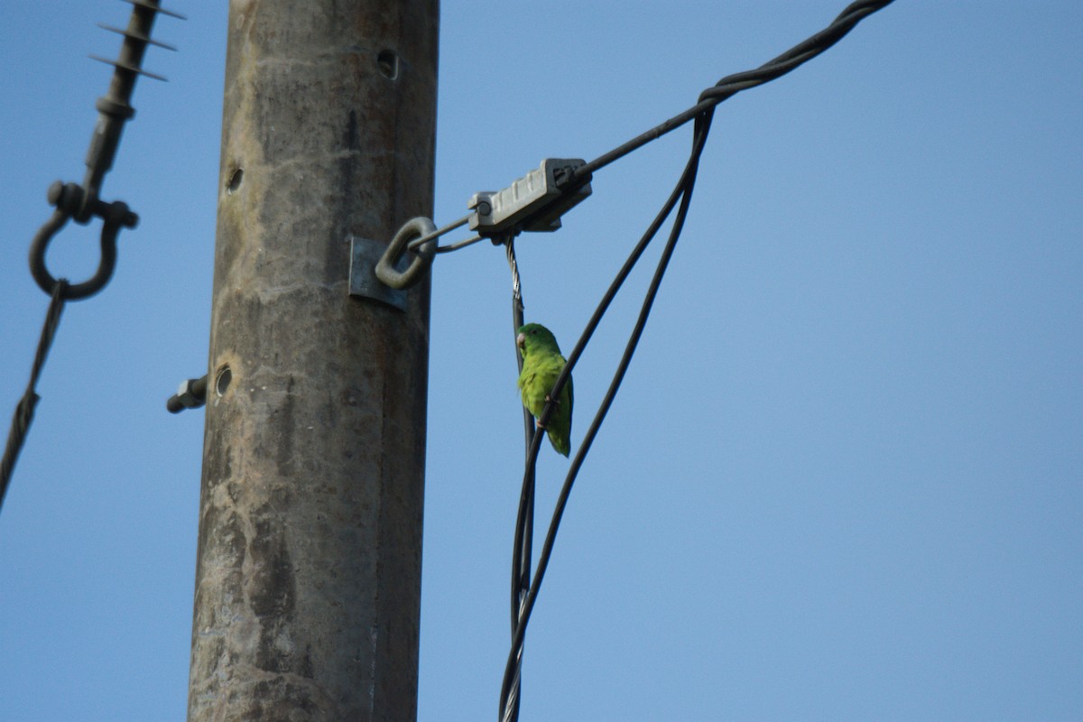 Riparian Parrotlet - ML622476095