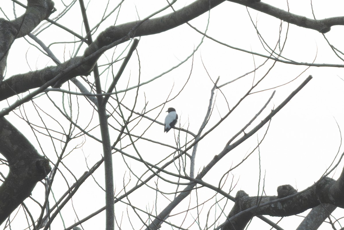 Bismarck Woodswallow - ML622476172