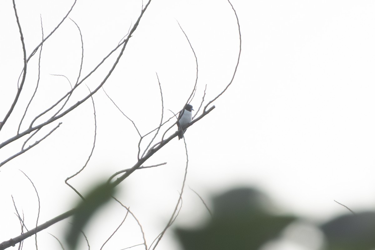 Bismarck Woodswallow - ML622476174