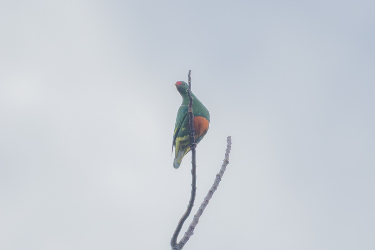 Knob-billed Fruit-Dove - ML622476179