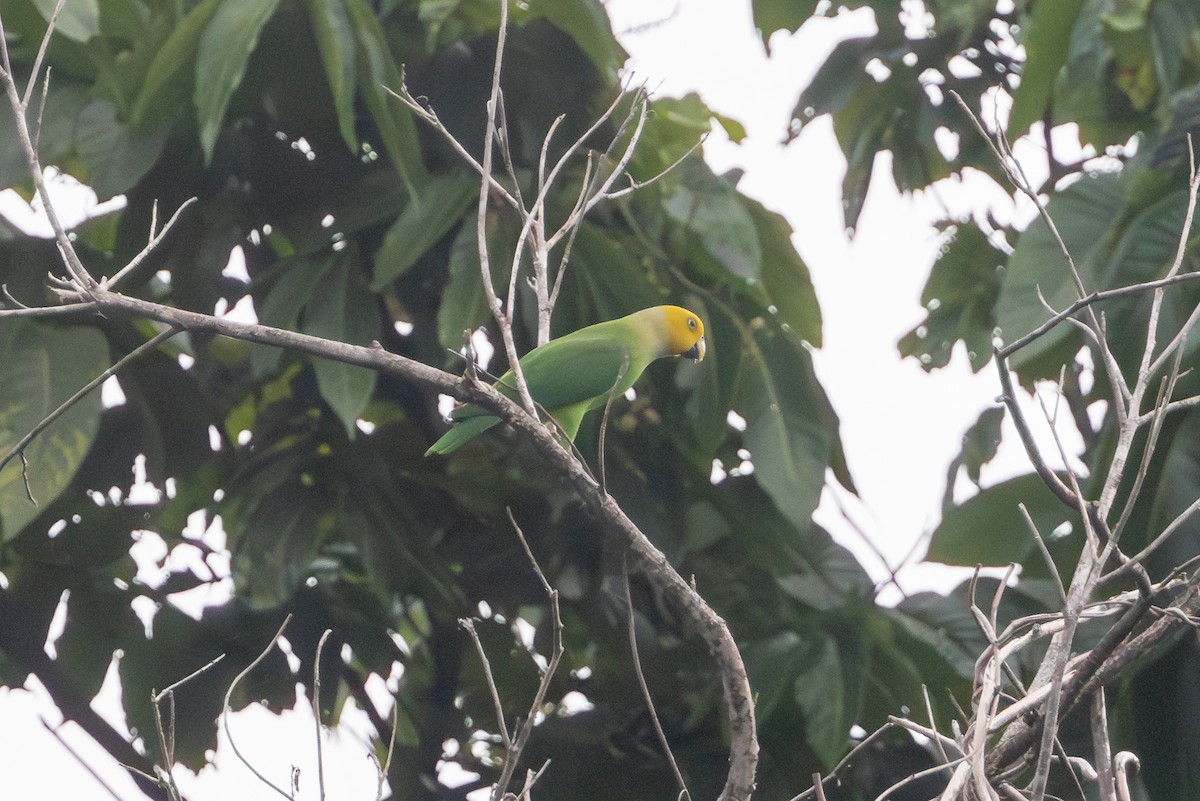 Singing Parrot - ML622476182